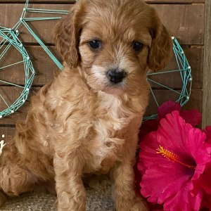 Cavapoo Puppy Skye