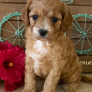 Cavapoo Puppy Skye