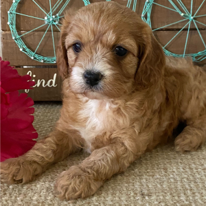 Cavapoo Puppy Skye