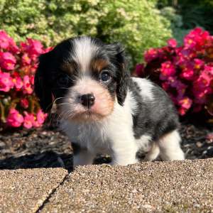 Cavalier King Charles Spaniel Puppy Erika