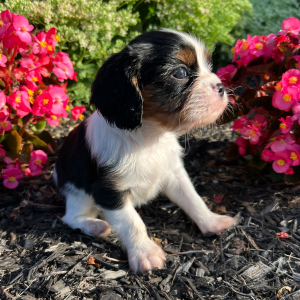 Cavalier King Charles Spaniel Puppy Erika
