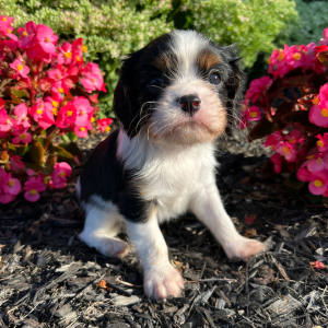 Cavalier King Charles Spaniel Puppy Erika