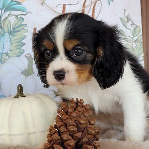 Cavalier King Charles Spaniel Puppy Erika