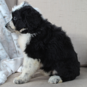 Portuguese Water Dog Puppy Sammy