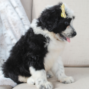 Portuguese Water Dog Puppy Sammy