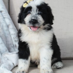 Portuguese Water Dog Puppy Sammy