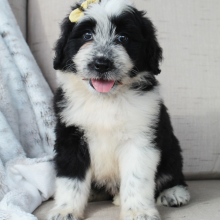 Portuguese Water Dog Puppy Sammy