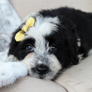Portuguese Water Dog Puppy Sammy