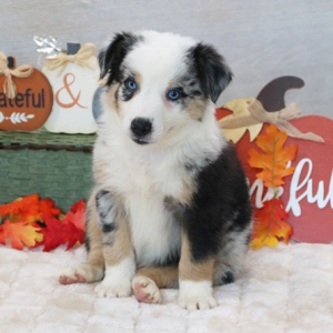 Australian Shepherd Puppy Duke
