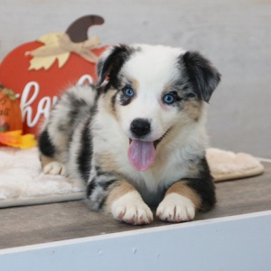 Australian Shepherd Puppy Duke