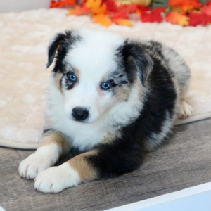 Australian Shepherd Puppy Duke