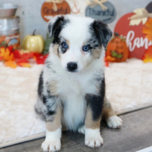 Australian Shepherd Puppy Duke