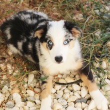 Australian Shepherd Puppy Duke
