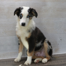 Australian Shepherd Puppy Duke