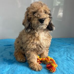 Poodle Puppy Simon