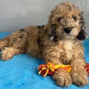 Poodle Puppy Simon