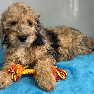 Poodle Puppy Simon