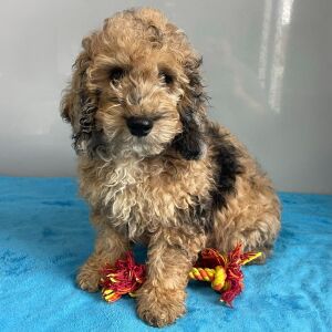 Poodle Puppy Simon