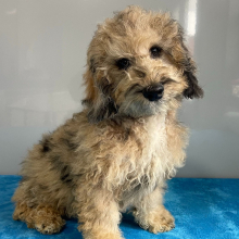 Poodle Puppy Simon
