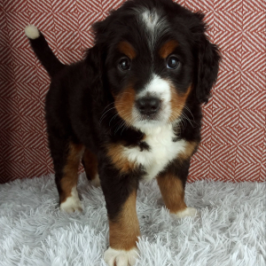 Bernedoodle Puppy Spice