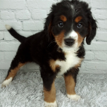 Bernedoodle Puppy Spice