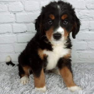 Bernedoodle Puppy Spice