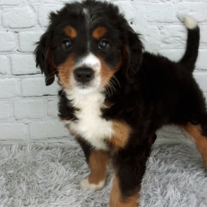 Bernedoodle Puppy Spice