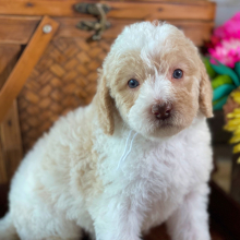 Labradoodle Puppy Ollie Oliver