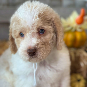 Labradoodle Puppy Ollie Oliver