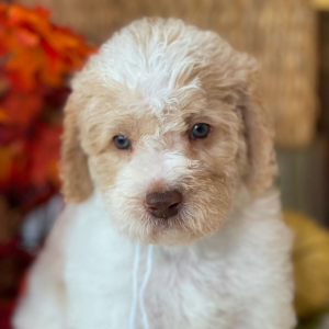 Labradoodle Puppy Ollie Oliver