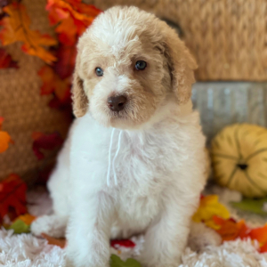 Labradoodle Puppy Ollie Oliver