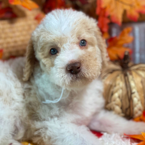 Labradoodle Puppy Ollie Oliver