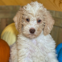 Labradoodle Puppy Ollie Oliver