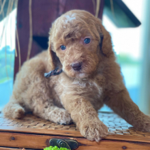 Labradoodle Puppy Maggie