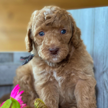 Labradoodle Puppy Maggie