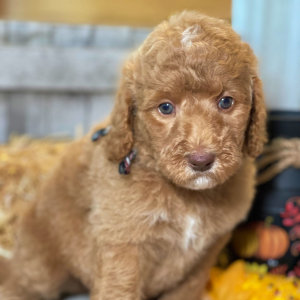 Labradoodle Puppy Maggie