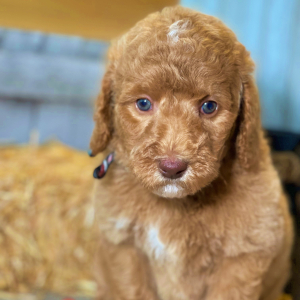 Labradoodle Puppy Maggie