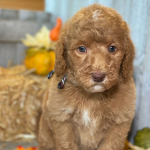 Labradoodle Puppy Maggie