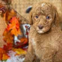 Labradoodle Puppy Maggie