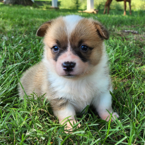Pembroke Welsh Corgi Puppy Prim
