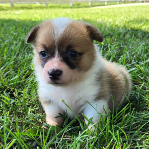 Pembroke Welsh Corgi Puppy Prim