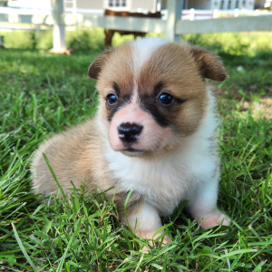 Pembroke Welsh Corgi Puppy Prim