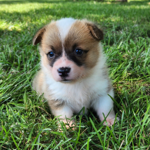 Pembroke Welsh Corgi Puppy Prim