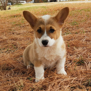 Pembroke Welsh Corgi Puppy Prim
