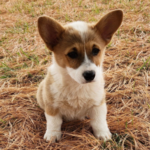 Pembroke Welsh Corgi Puppy Prim