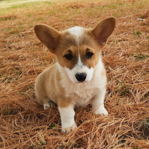 Pembroke Welsh Corgi Puppy Prim