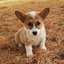 Pembroke Welsh Corgi Puppy Prim