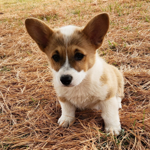 Pembroke Welsh Corgi Puppy Prim