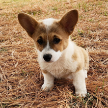 Pembroke Welsh Corgi Puppy Prim