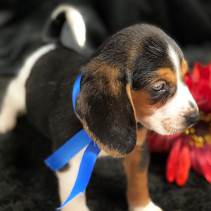 Beagle Puppy Ryker